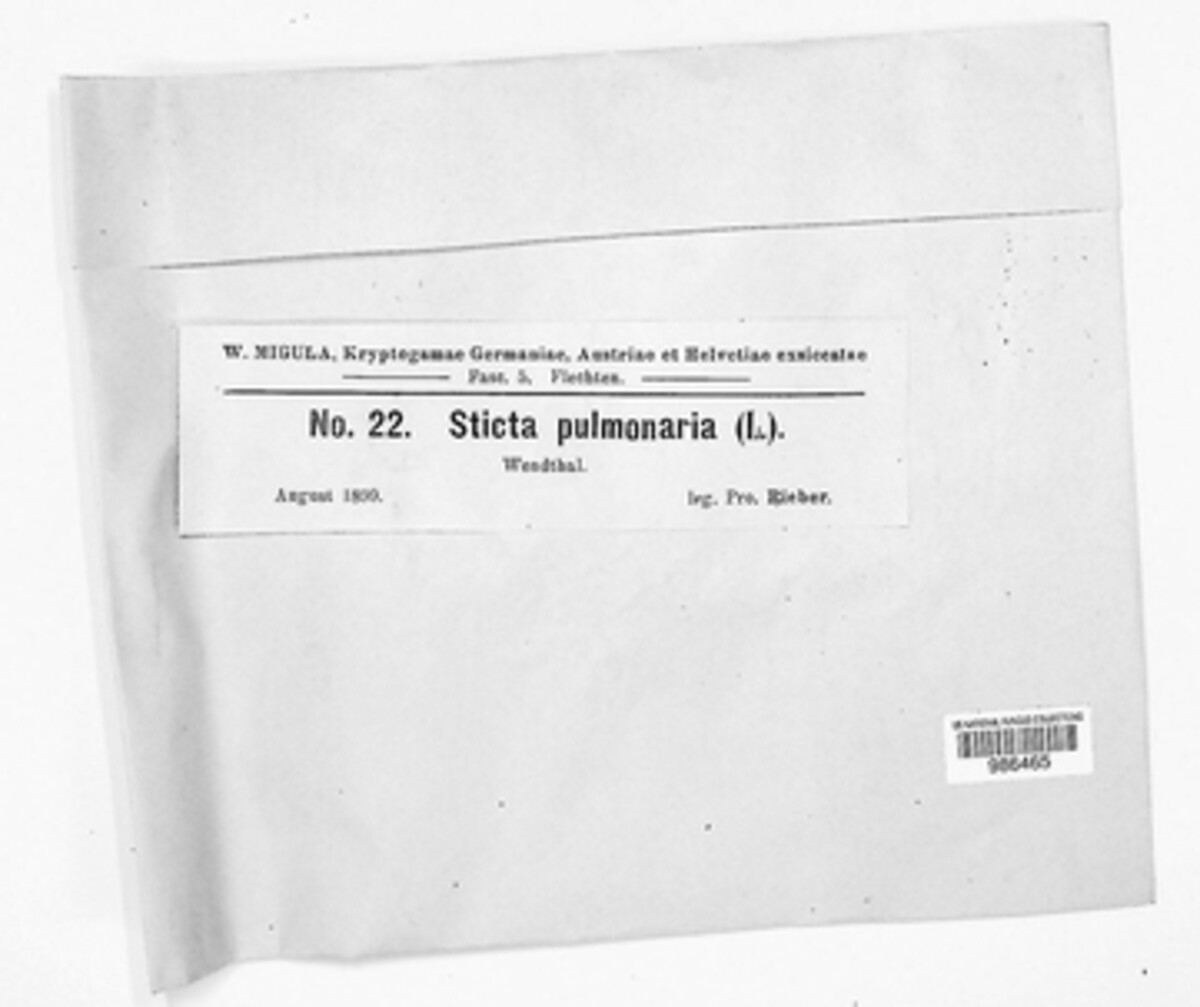 Lobaria pulmonaria image
